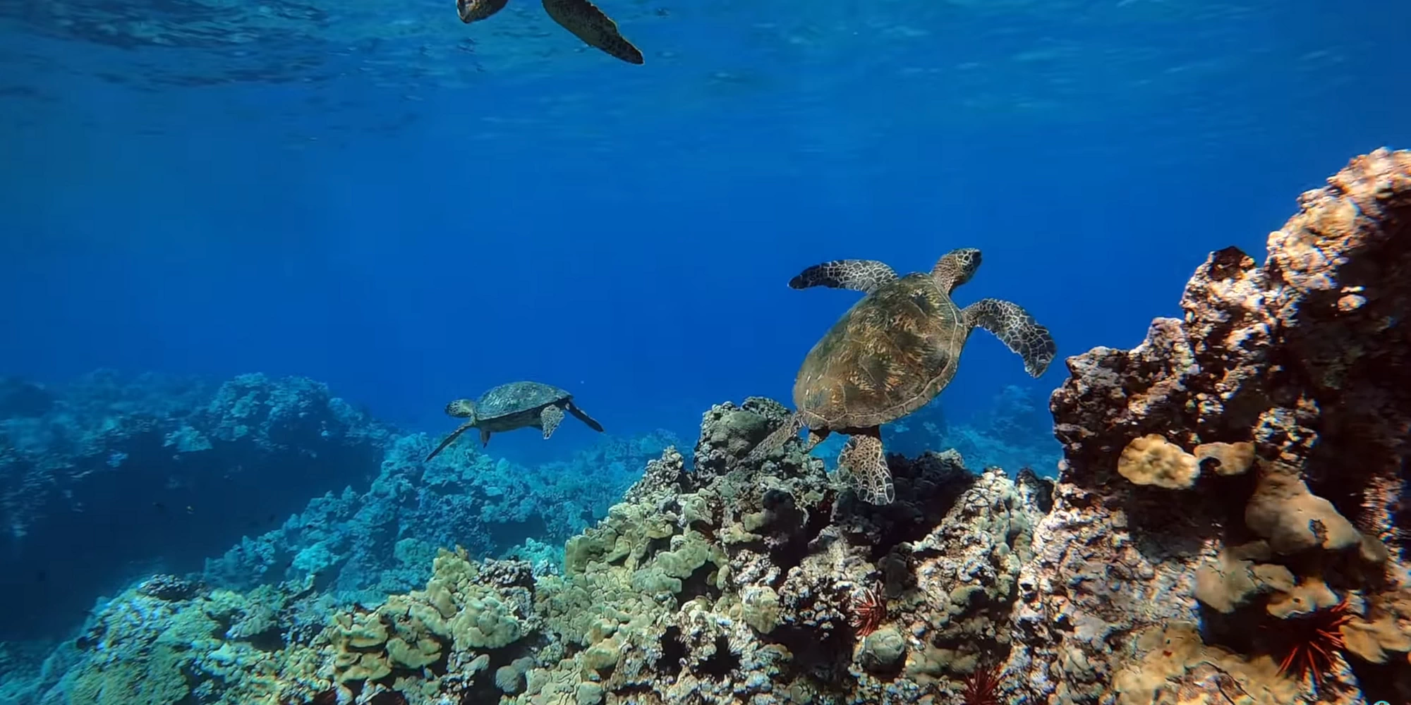Ocean Life: Sea Turtles